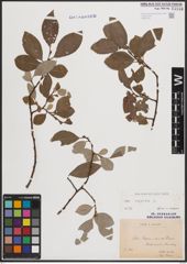 Foto von Salix caprea L.